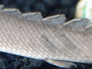 Illustration for article titled Futuristic Dinosaur Eel Fish Armor Would Protect Soldiers With Scales, Sans Smelly Odors
